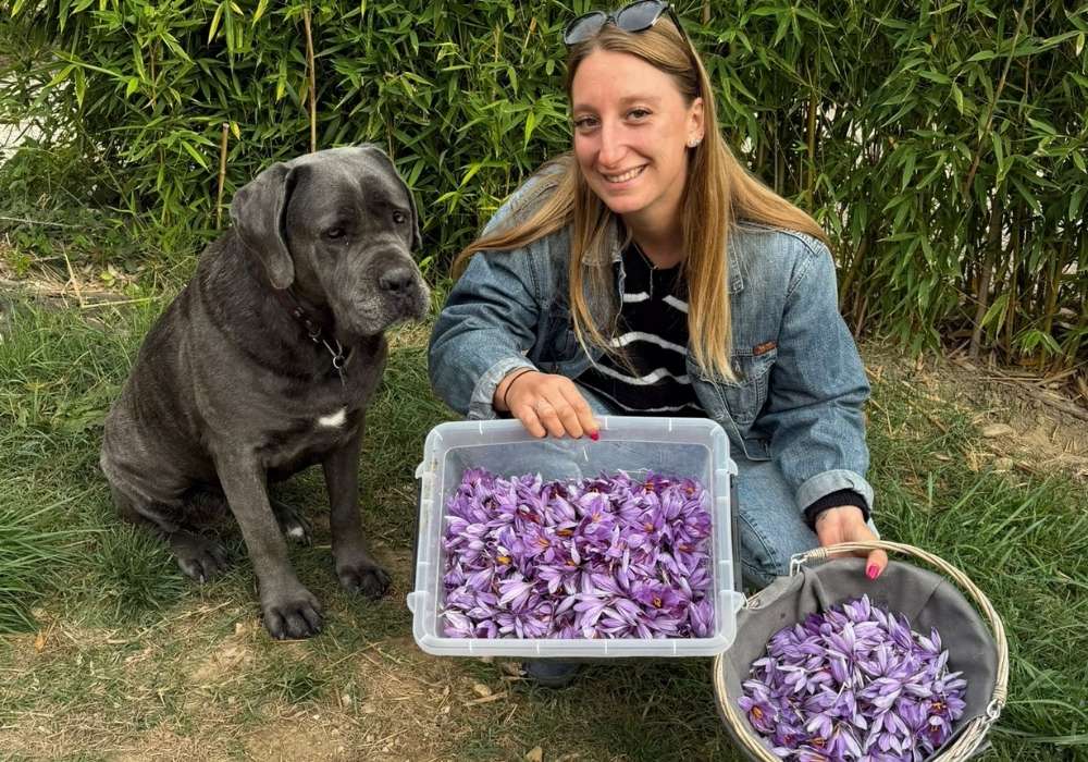 Julie, productrice de safran dans le Gard
