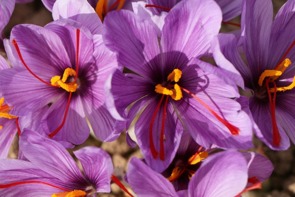 crocus satinus safran